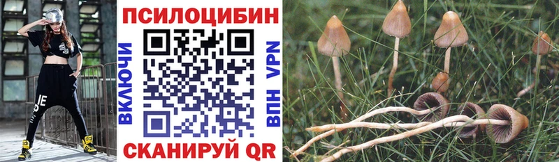 Псилоцибиновые грибы Psilocybe Балахна